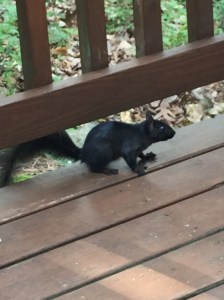 black squirell
