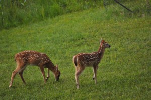 fawns1