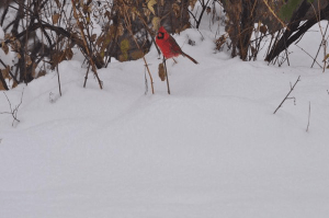 red cardinal