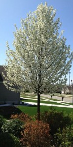 Blooming Tree